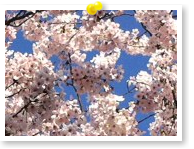 満開の桜