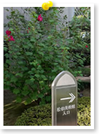 美術館入口の芙蓉